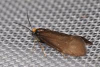 Incurvaria koerneriella