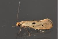 Tinea trinotella