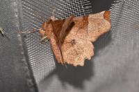 Selenia lunularia