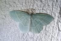 Jodis lactearia