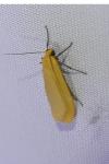 Wittia sororcula