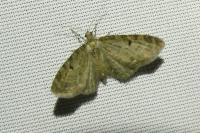 Eupithecia virgaureata