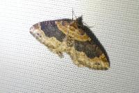 Xanthorhoe ferrugata