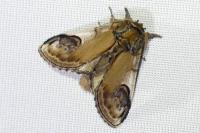 Notodonta ziczac