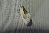 Cilix glaucata