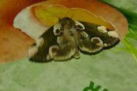 Thyatira batis