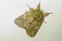 Peridea anceps