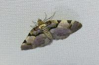 Anticlea derivata