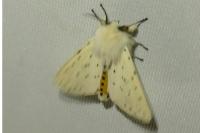 Spilosoma lubricipeda
