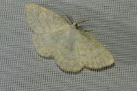 Cabera exanthemata