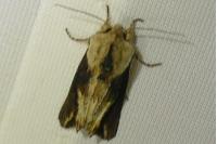 Egira conspicillaris