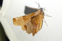 Selenia lunularia