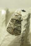 Drymonia ruficornis