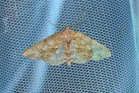 Ectropis crepuscularia