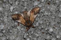Notodonta ziczac