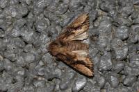 Egira conspicillaris