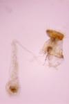 Agonopterix heracliana