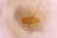 Agonopterix heracliana