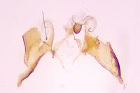 Coleophora lassella