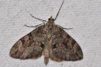 Thera britannica/obeliscata/variata