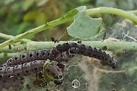 Yponomeuta cagnagella