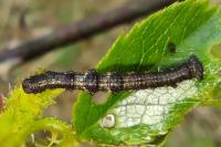 Phigalia pilosaria