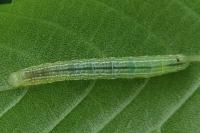 Operophtera brumata