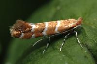 Cameraria ohridella