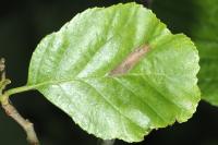Coleophora serratella
