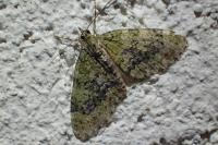 Acasis viretata
