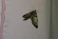 Anticlea derivata