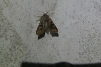 Orthosia gothica