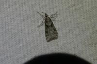 Eudonia angustea
