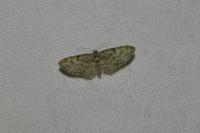 Eupithecia abbreviata