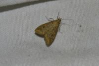 Udea ferrugalis