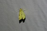 Opisthograptis luteolata