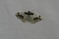 Ligdia adustata