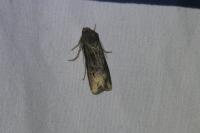 Agrotis ipsilon
