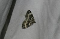 Epirrhoe alternata