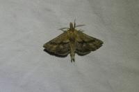 Pterostoma palpina