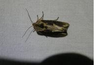 Egira conspicillaris