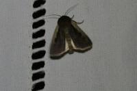 Ochropleura plecta