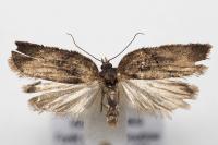 Acleris hastiana