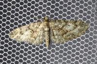 Gymnoscelis rufifasciata