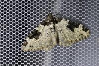 Xanthorhoe fluctuata