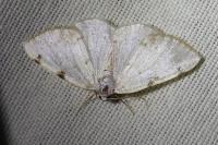 Lomographa bimaculata