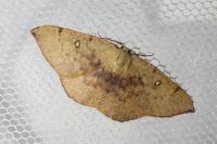 Cyclophora puppillaria