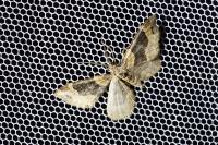 Xanthorhoe ferrugata