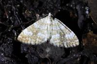 Perizoma flavofasciata