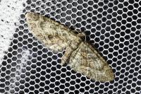 Eupithecia cocciferata